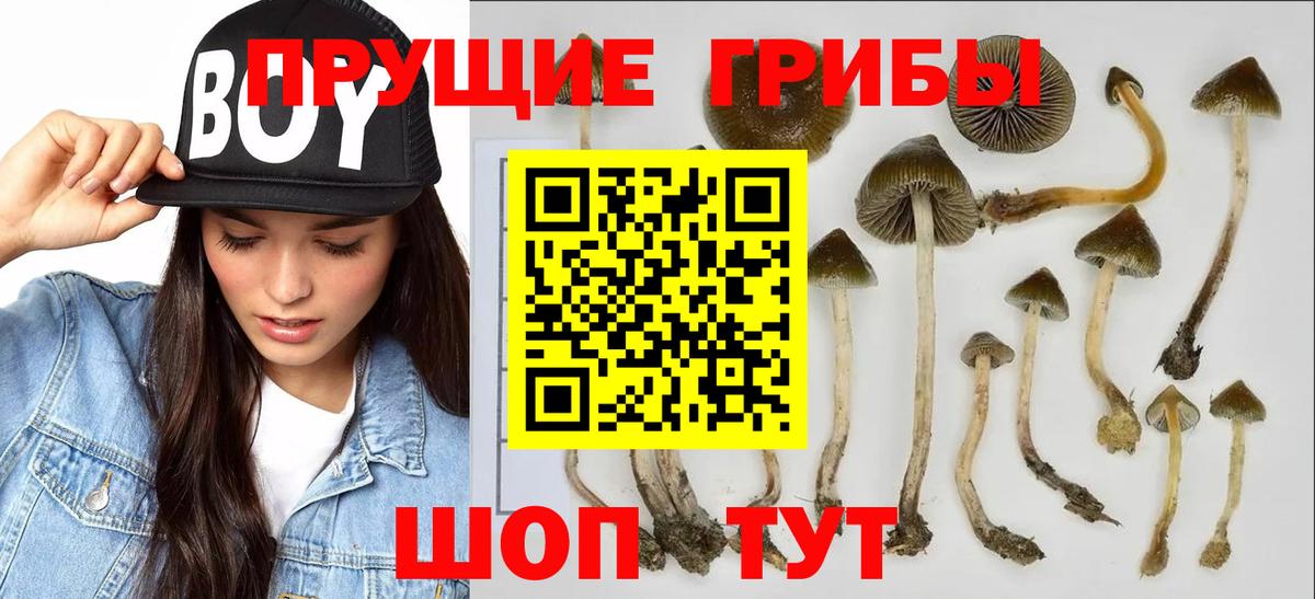 Псилоцибиновые грибы прущие грибы  Вход с VPN  Егорьевск  Галлюциногенные грибы ЛСД 